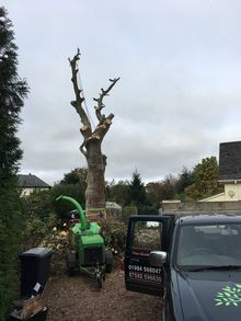 Declining Beach Tree (2 of 3)