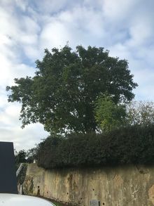 Large Walnut Tree - Sympathetic Crown Reduction (1 of 2)